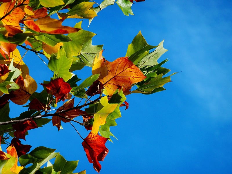 Nature Collage